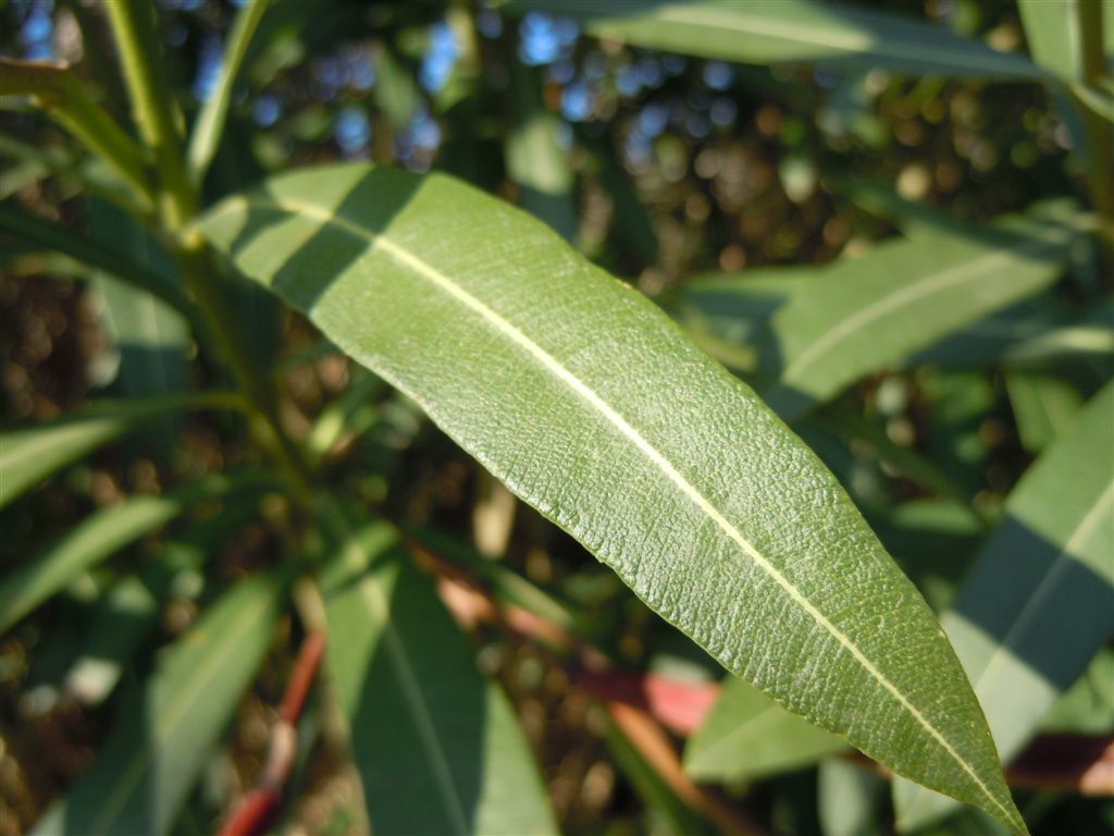 Nerium oleander / Oleandro